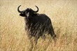 Buffalo. Buffalo.