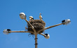 Two stork on nest in a light pole, Algarve Portugal