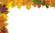 maple leaves
