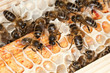 abeilles_2