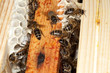 abeilles_1