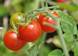 cherry tomatoes
