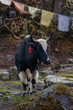 Yak