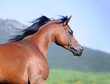 portrait of beautiful brown arabian horse in motion portrait of beautiful brown arabian horse in motion