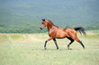 beautiful brown arabian horse running trot on pasture beautiful brown arabian horse running trot on pasture