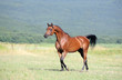 Photo en ligne au meilleur prix beautiful brown arabian horse running trot on pasture