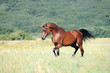 Photo en ligne au meilleur prix beautiful brown arabian horse running trot on pasture
