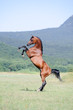 Photo en ligne au meilleur prix beautiful brown arabian horse rearing on pasture