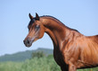 Photo en ligne au meilleur prix portrait of beautiful brown arabian horse