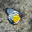 Dead butterfly Dead butterfly