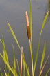 Detail of lesser reed mace