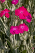 Detail of pink blow of phlox