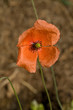 Blow of red weed