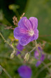 Detail of meadow cranesbill