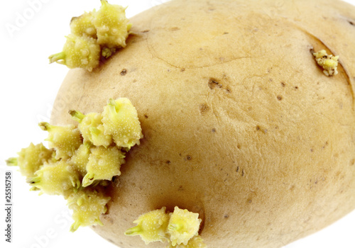 pomme de terre germée, fond blanc pomme de terre germée, fond blanc