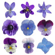 Collection of blue flowers