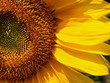 Sonnenblume