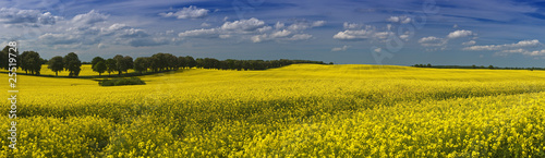 Photo: Rapsfeld Panorama Rapsfeld Panorama