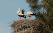 la cigogne et ses plumes