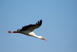 Cigogne en vol 2