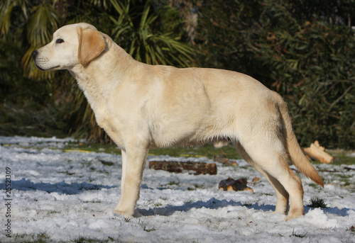 Photo: standard d'un labrador retriever jaune dans la neige standard d'un labrador retriever jaune dans la neige