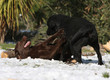 deux labradors de couleurs différentes jouent ensemble