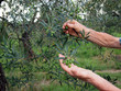 raccolta olive