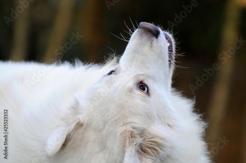 Foto: Weisser Hundekopf Weisser Hundekopf