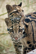 Clouded leopards