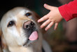 Hund und Kinderhand Berührung