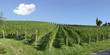 Foto: Vinejard, panorama Vinejard, panorama