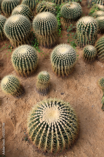 Photo: echinocactus echinocactus