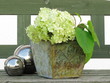 Foto: Hortensie mit zwei Kugeln auf Bank Hortensie mit zwei Kugeln auf Bank