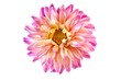 Dahlienblüte