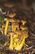 Yellowfoot (Cantharellus tubaeformis) Yellowfoot (Cantharellus tubaeformis)