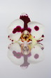 Orchideenblüte