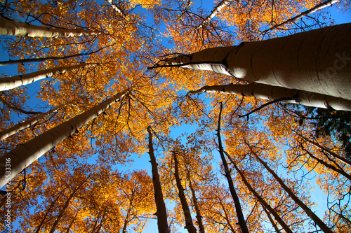 Photo: Tall autumn trees Tall autumn trees