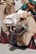 Photo: Cammello2 Cammello2