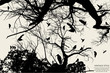 tree and bird