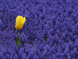 eine gelbe Tulpe eine gelbe Tulpe