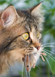 Cat and mouse