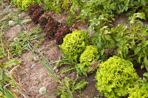 Légumes dans un potager Légumes dans un potager