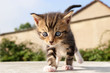 Maine Coon Baby Maine Coon Baby