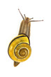 snail