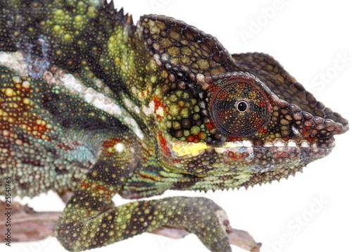 caméléon, chamaleo pardalis, fond blanc caméléon, chamaleo pardalis, fond blanc