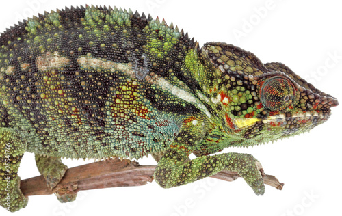 caméléon, reptile, chamaeleo pardalis, fond blanc