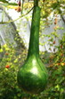 Citrouille verte