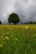 isolated tree into the meadow