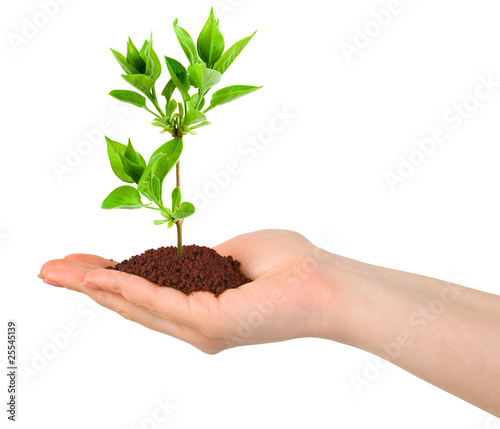 Photo: Hand and plant Hand and plant