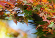 Autumn leaves Autumn leaves